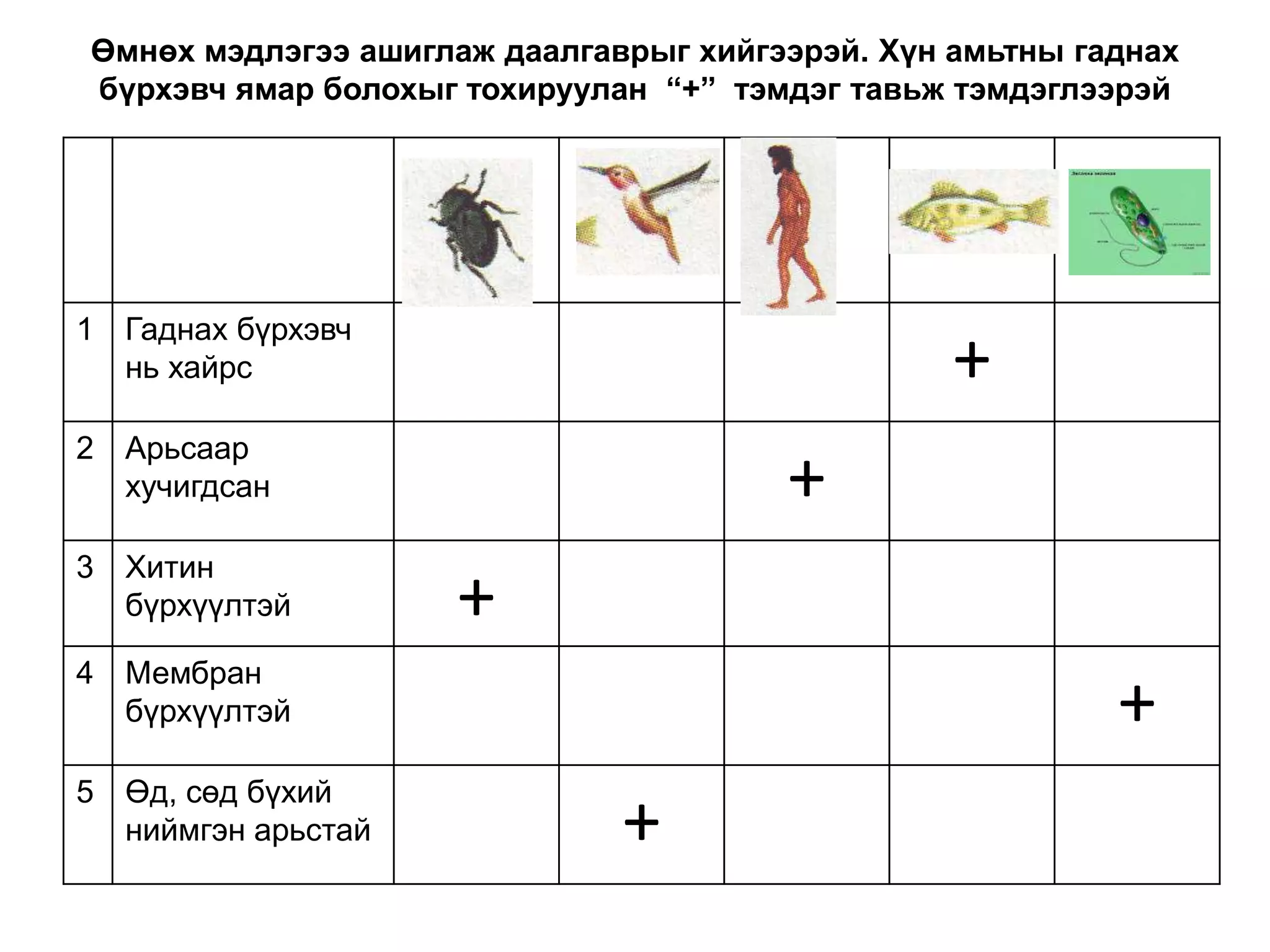 Өмнөх мэдлэгээ ашиглаж даалгаврыг хийгээрэй. Хүн амьтны гаднах
бүрхэвч ямар болохыг тохируулан “+” тэмдэг тавьж тэмдэглээрэй
1 Гаднах бүрхэвч
нь хайрс +
2 Арьсаар
хучигдсан +
3 Хитин
бүрхүүлтэй +
4 Мембран
бүрхүүлтэй +
5 Өд, сөд бүхий
ниймгэн арьстай +
 