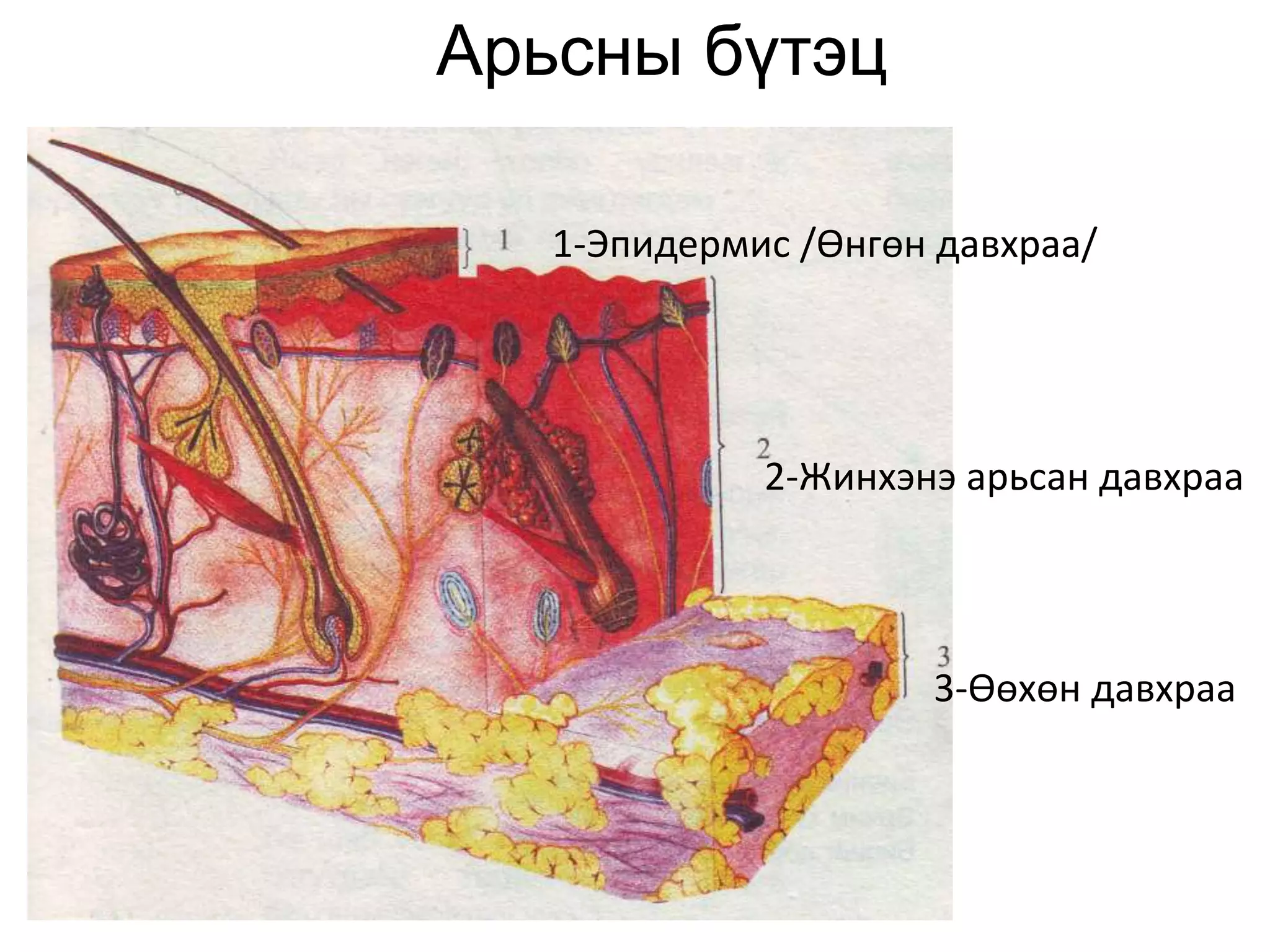 1-Эпидермис /Өнгөн давхраа/
Арьсны бүтэц
2-Жинхэнэ арьсан давхраа
3-Өөхөн давхраа
 