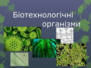 Біотехнологічні
організми
 
