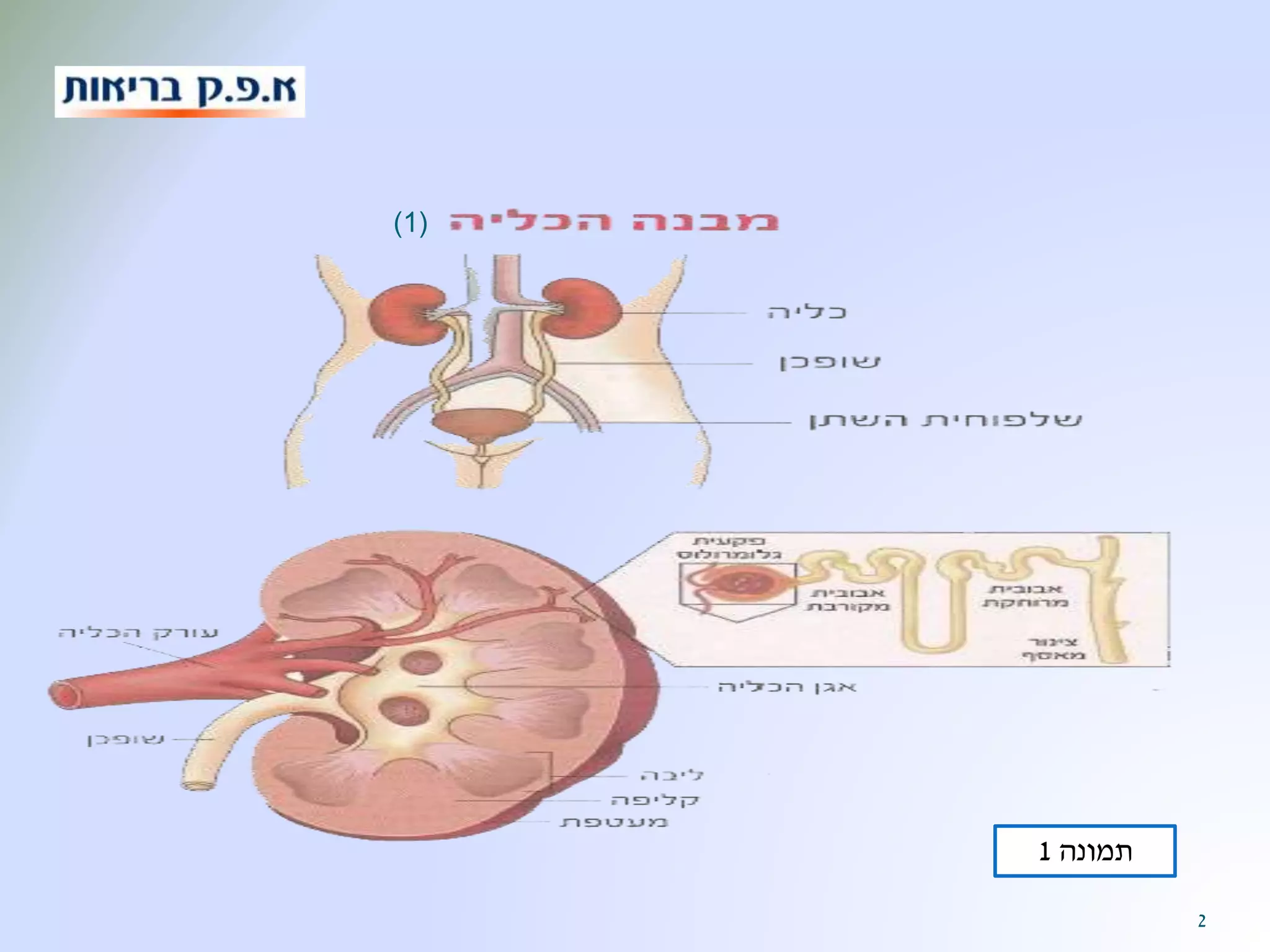 מדריך לחולה במחלת אי ספיקת כליות. | PPSX