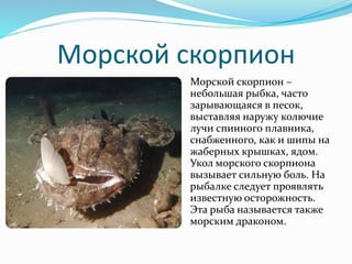 Мешканці Чорного моря | PPT