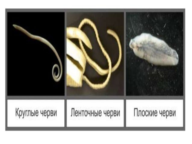 паразитичні черви