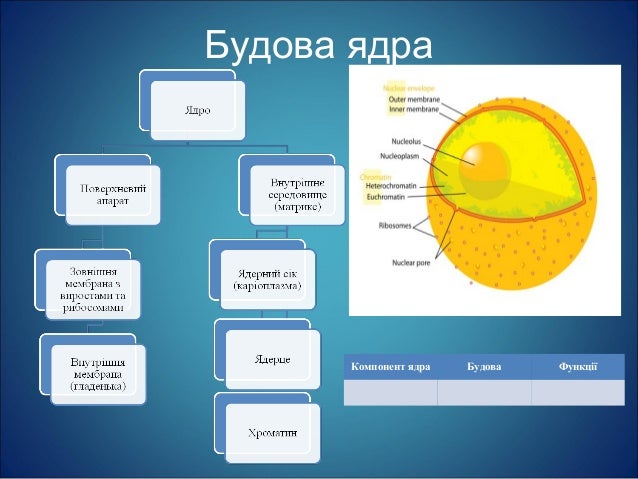 ядро