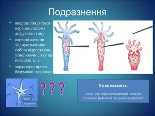 Подразнення
• вперше з'являється
нервова система
дифузного типу
• нервові клітини
з'єднуються між
собою відростками,
утворюючи сітку на
поверхні тіла
• характерні прості
безумовні рефлекси
Як ви вважаєте:
чому для гідри нехарактерні складні
безумовні рефлекси та умовні рефлекси?ядро
відростки
 