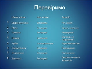Перевіримо
Назва клітинНазва клітин Шар клітинШар клітин ФункціїФункції
11 Шкірно-мускульніШкірно-мускульні ЕктодермаЕктодерма Рух, захистРух, захист
22 ЖалкіЖалкі ЕктодермаЕктодерма Захист, живленняЗахист, живлення
33 ПроміжніПроміжні ЕктодермаЕктодерма РегенераціяРегенерація
44 НервовіНервові ЕктодермаЕктодерма
Відповідь наВідповідь на
подразненняподразнення
55 ТравніТравні ЭнтодермальныеЭнтодермальные Перетравлення їжіПеретравлення їжі
66 СперматозоїдиСперматозоїди ЕктодермаЕктодерма РозмноженняРозмноження
77 ЯйцеклітиниЯйцеклітини ЕктодермаЕктодерма РозмноженняРозмноження
88 ЗалозистіЗалозисті ЕктодермаЕктодерма
Виділення травнихВиділення травних
ферментівферментів
 