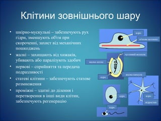 Клітини зовнішнього шару
• шкірно-мускульні – забезпечують рух
гідри, зменшують об'єм при
скороченні, захист від механічних
пошкоджень
• жалкі – захищають від хижаків,
убивають або паралізують здобич
• нервові – сприйняття та передача
подразливості
• статеві клітини – забезпечують статеве
розмноження
• проміжні – здатні до ділення і
перетворення в інші види клітин,
забезпечують регенерацію
ядро
м'язове волокно
чутливий волосок
жалка нитка
жалка капсула
відростки
ядро
ядро
ядро
ядро
 
