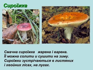 СироїжкаСироїжка
Смачна сироїжка жарена і варена.Смачна сироїжка жарена і варена.
Її можна солити и сушити на зиму.Її можна солити и сушити на зиму.
Сироїжки зустрічаються в листянихСироїжки зустрічаються в листяних
і хвойних лісах, на лугах.і хвойних лісах, на лугах.
 