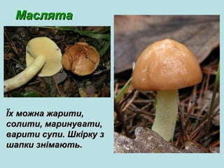 МаслятаМаслята
Їх можна жарити,Їх можна жарити,
солити, маринувати,солити, маринувати,
варити супи. Шкірку зварити супи. Шкірку з
шапки знімають.шапки знімають.
 