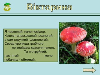 Я червоний, наче помідор.
Кашкет цяцькований, розлогий,
а сам стрункий і довгоногий.
Серед урочища грибного
не знайдеш красеня такого.
Та я отруйний,
пам`ятай, мене
побачиш - обминай.
 