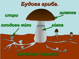 шляпкашляпка
грибниця (міцелій)грибниця (міцелій)
плодове тілоплодове тіло ніжканіжка
Будова гриба.Будова гриба.
спориспори
 