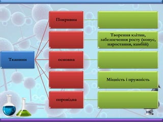 Тканини
Покривна
Творення клітин,
забезпечення росту (конус,
наростання, камбій)
основна
Міцність і пружність
поровідна
 