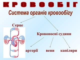 Серце
Кровоносні судини
артерії вени капіляри
 