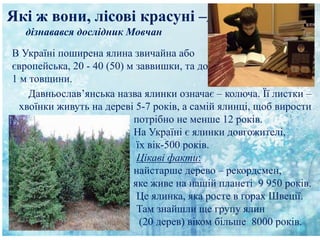 Які ж вони, лісові красуні –д
дізнавався дослідник Мовчан
В Україні поширена ялина звичайна або
європейська, 20 - 40 (50) м заввишки, та до
1 м товщини.
Давньослав’янська назва ялинки означає – колюча. Її листки –
хвоїнки живуть на дереві 5-7 років, а самій ялинці, щоб вирости
потрібно не менше 12 років.
На Україні є ялинки довгожителі,
їх вік-500 років.
Цікаві факти:
найстарше дерево – рекордсмен,
яке живе на нашій планеті 9 950 років.
Це ялинка, яка росте в горах Швеції.
Там знайшли ще групу ялин
(20 дерев) віком більше 8000 років.
 