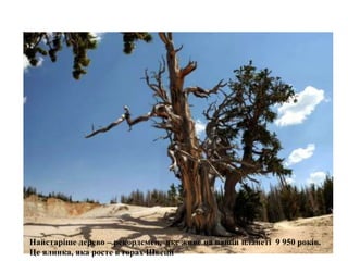 Найстаріше дерево – рекордсмен, яке живе на нашій планеті 9 950 років.
Це ялинка, яка росте в горах Швеції
 
