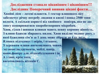 Дослідження ставало цікавішим і цікавішим!!!
Дослідник Поперечний виявив цікаві факти…
Хвойні ліси – легені планети. 1 гектар ялинового лісу
забезпечує річну потребу людини в кисні і понад 2500 тонн
вологи. А скільки користі від хвойного повітря, яке не дає
змогу поширюватися хвороботворним мікробам.
Хвоя, гілки і шишки ялинки мають певну кормову цінність.
З ялини бджоли збирають пилок. Хвоя виділяє медяну росу, з
якої бджолина сім’я за 1 день може зібрати до 4 кг меду.
Ялинка підгодовує і звірів, і пташок.
З деревини ялини виготовляють човни,
музичні інструменти, меблі, папір,
шовк,фанеру для літакобудування і ін.
А з хвої, крім того,
виготовляють вітамін С.
 