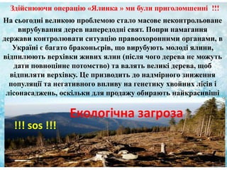 На сьогодні великою проблемою стало масове неконтрольоване
вирубування дерев напередодні свят. Попри намагання
держави контролювати ситуацію правоохоронними органами, в
Україні є багато браконьєрів, що вирубують молоді ялини,
відпилюють верхівки живих ялин (після чого дерева не можуть
дати повноцінне потомство) та валять великі дерева, щоб
відпиляти верхівку. Це призводить до надмірного зниження
популяції та негативного впливу на генетику хвойних лісів і
лісонасаджень, оскільки для продажу обирають найкрасивіші
дерева.[
Здійснюючи операцію «Ялинка » ми були приголомшенні !!!
Екологічна загроза
!!! sos !!!
 