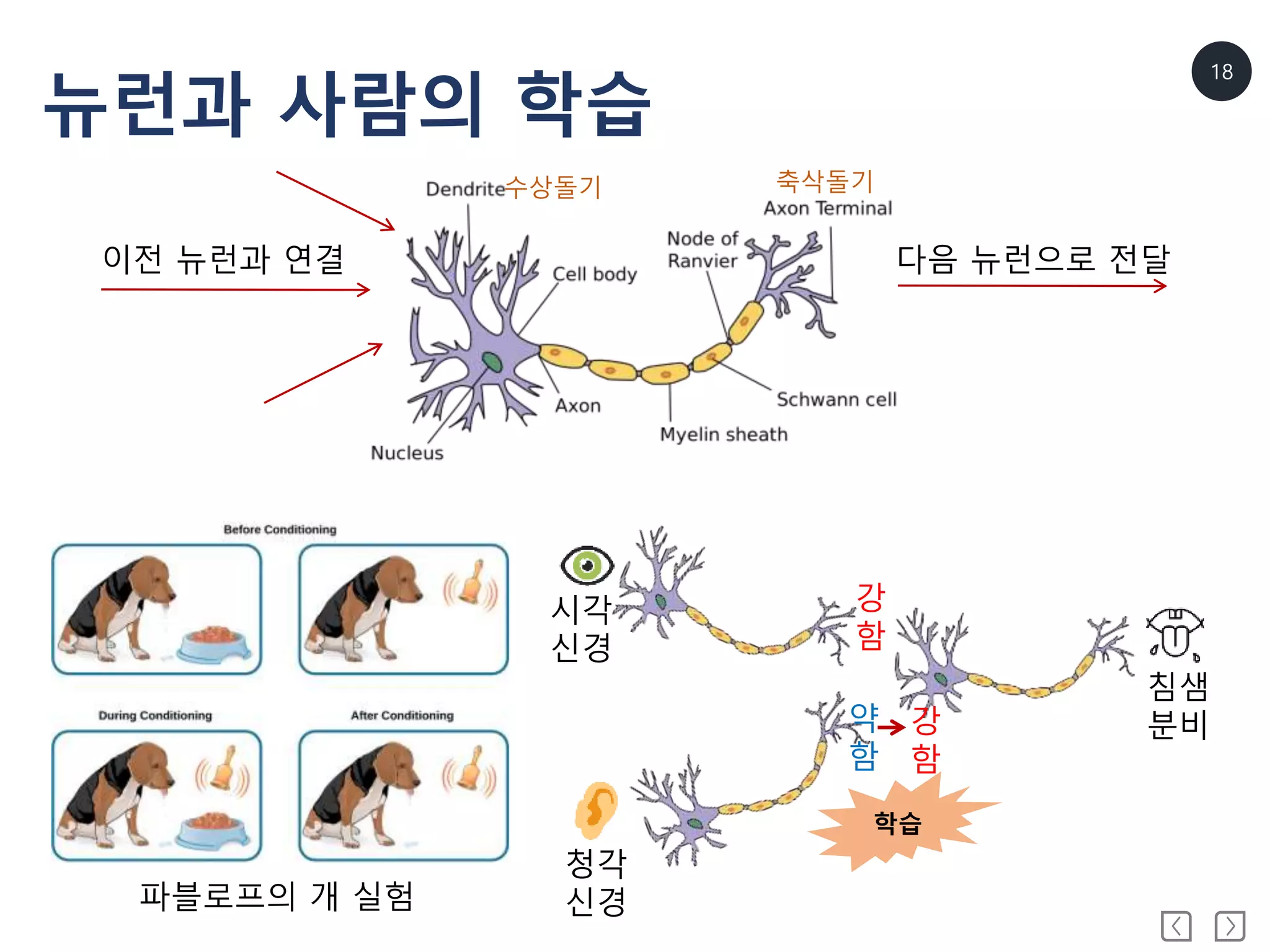 18
뉴런과 사람의 학습
이전 뉴런과 연결 다음 뉴런으로 전달
수상돌기 축삭돌기
시각
신경
청각
신경
침샘
분비
강
함
약
함
강
함
학습
파블로프의 개 실험
 