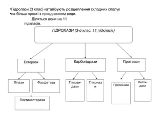 •Гідролази (3 клас) каталізують розщеплення складних сполук
•на більш прості з приєднанням води.
Естерази Карбогідрази Протеази
ГІДРОЛАЗИ (3-й клас, 11 підкласів)
Ліпази Фосфатаза
Пектинестераза
Глікози-
дази
Гліконаз
и Протеінази
Пепти-
дази
Діляться вони на 11
підкласів.
 