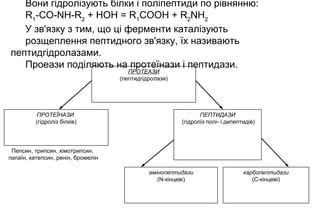 Вони гідролізують білки і поліпептиди по рівнянню:
R1
-CO-NH-R2
+ HOH = R1
COOH + R2
NH2
У зв'язку з тим, що ці ферменти каталізують
розщеплення пептидного зв'язку, їх називають
пептидгідролазами.
Проеази поділяють на протеїнази і пептидази.
ПРОТЕАЗИ
(пептидгідролази)
ПРОТЕЇНАЗИ
(гідроліз білків)
Пепсин, трипсин, хімотрипсин,
папаїн, катепсин, ренін, бромелін
ПЕПТИДАЗИ
(гідроліз полі- і дипептидів)
амінопептидази
(N-кінцеві)
карбопептидази
(С-кінцеві)
 