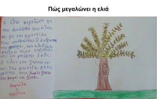 Πώς μεγαλώνει η ελιά
 
