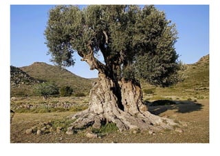 Ελια εποπτικό.pdf