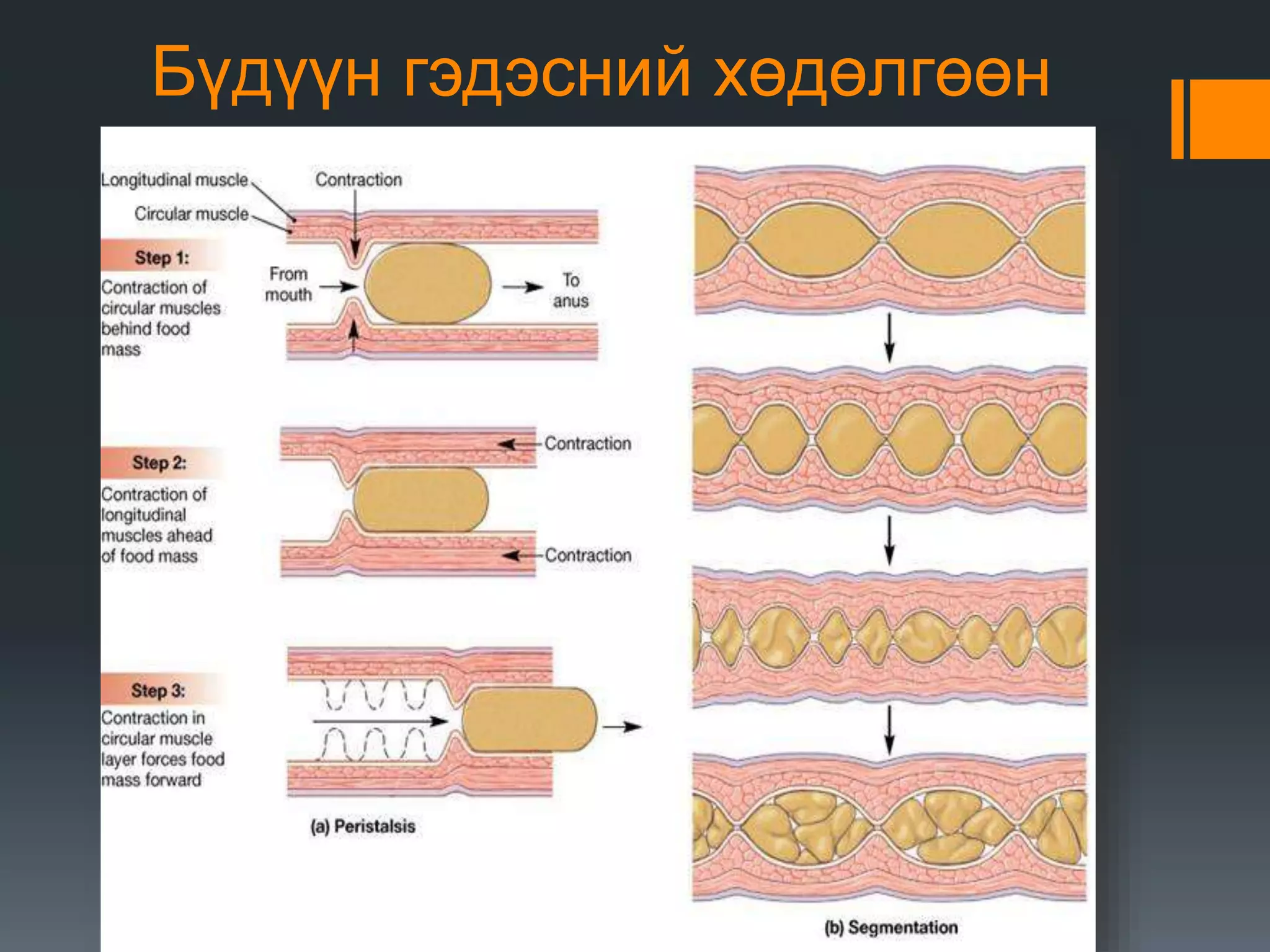 нарийн гэдсэнд хоол боловсрох | PPT