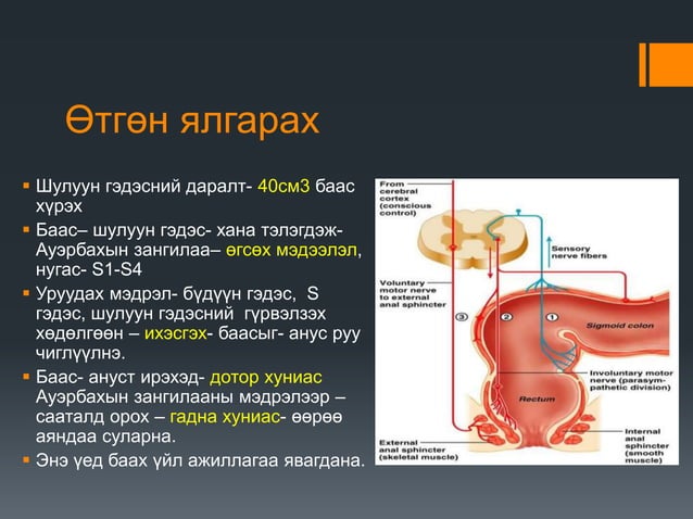 нарийн гэдсэнд хоол боловсрох