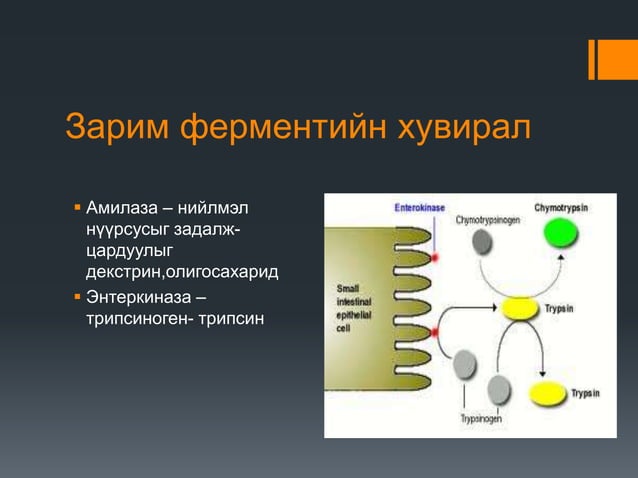 нарийн гэдсэнд хоол боловсрох | PPT