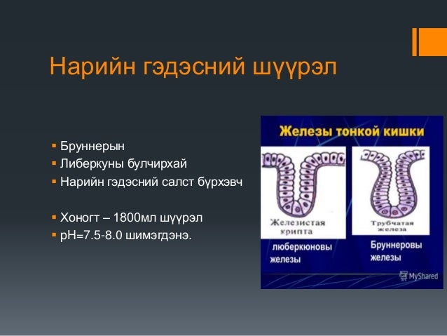 нарийн гэдсэнд хоол боловсрох