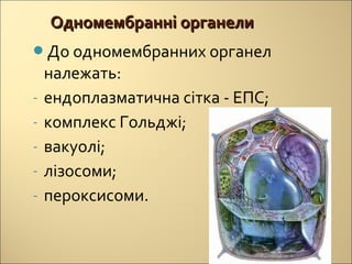 одномембранні органели | PPT