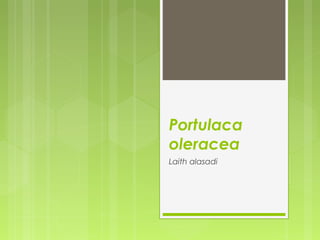 Portulaca
oleracea
Laith alasadi
 