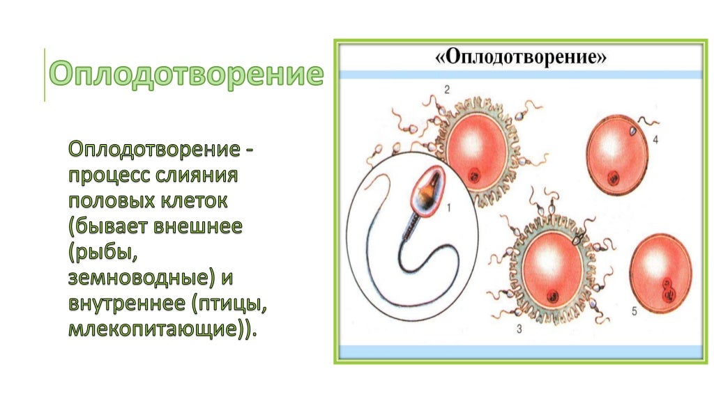 Этапы моторного онтогенеза