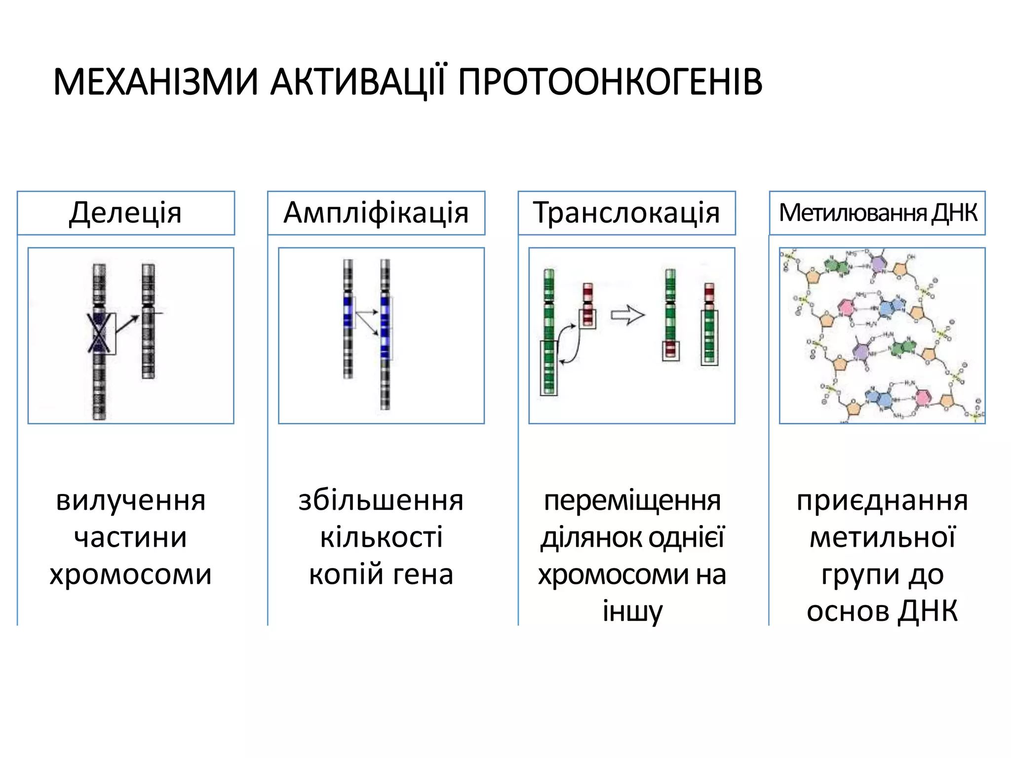 МЕХАНІЗМИ АКТИВАЦІЇ ПРОТООНКОГЕНІВ
вилучення
частини
хромосоми
Делеція
збільшення
кількості
копій гена
Ампліфікація
переміщення
ділянокоднієї
хромосомина
іншу
Транслокація
приєднання
метильної
групи до
основ ДНК
МетилюванняДНК
 