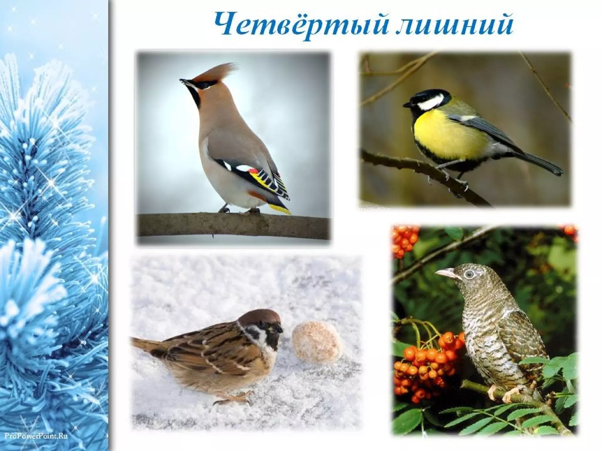 электронное пособие Зимующие птицы