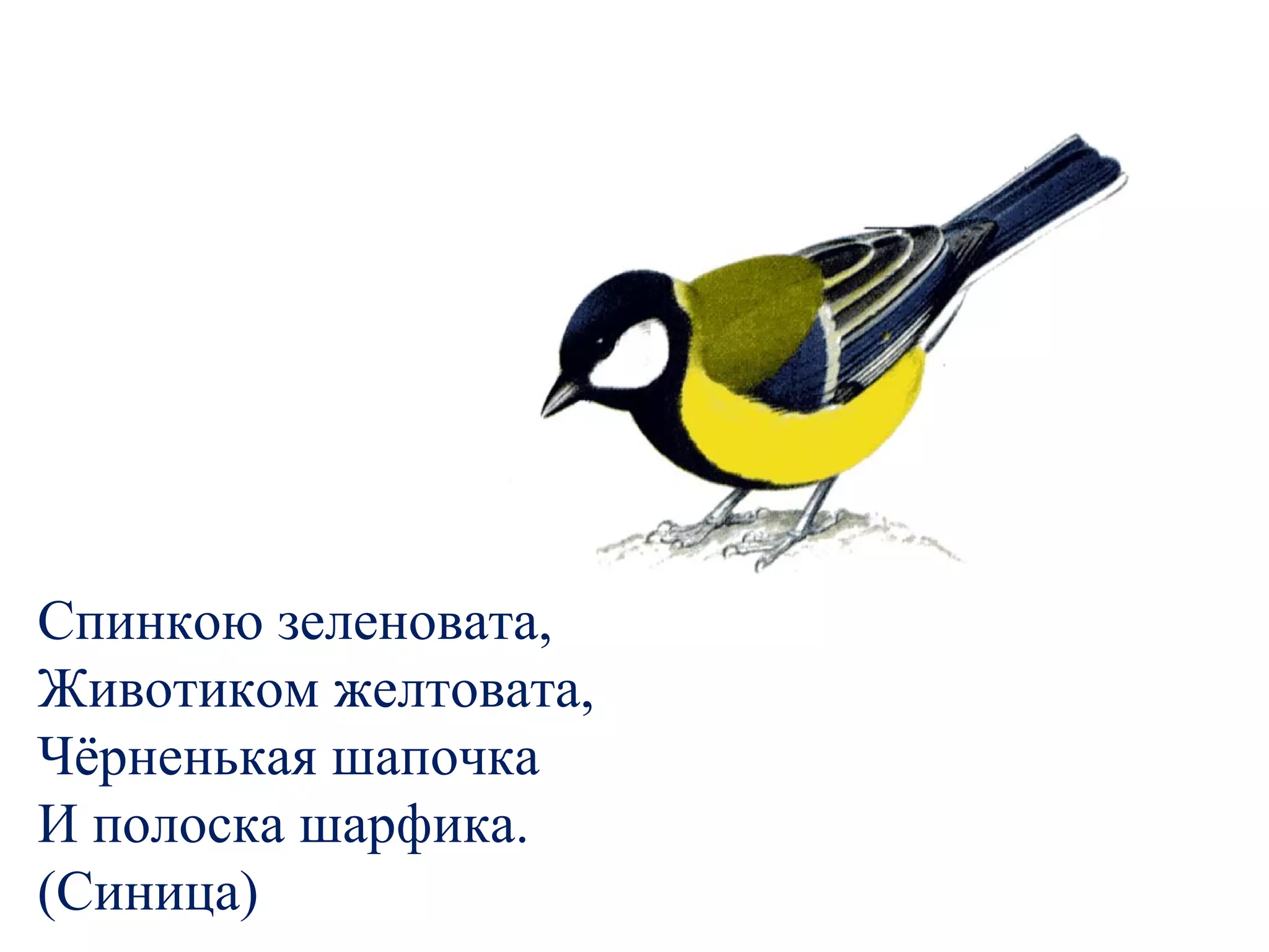 Спинкою зеленовата,
Животиком желтовата,
Чёрненькая шапочка
И полоска шарфика.
(Синица)
 