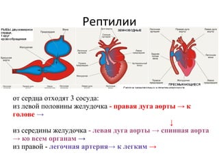 Рептилии
от сердца отходят 3 сосуда:
из левой половины желудочка - правая дуга аорты → к
голове →
↓
из середины желудочка - левая дуга аорты → спинная аорта
→ ко всем органам →
из правой - легочная артерия→ к легким →
 