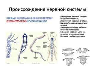 Нервная система | PPT