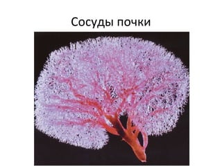 Сосуды почки
 