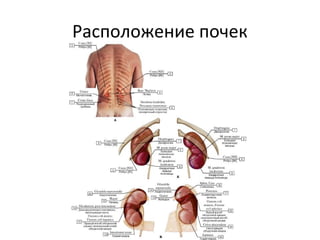 Расположение почек
 