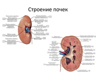 Строение почек
 