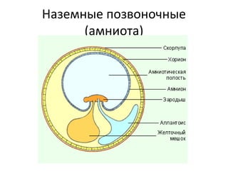 Наземные позвоночные
(амниота)
 