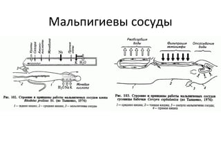 Мальпигиевы сосуды
 