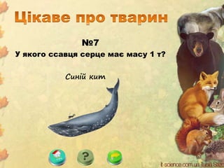 №7
У якого ссавця серце має масу 1 т?
Синій кит
 