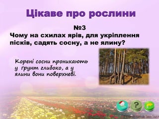 Цікаве про рослини
№3
Чому на схилах ярів, для укріплення
пісків, садять сосну, а не ялину?
Корені сосни проникають
у ґрунт глибоко, а у
ялини вони поверхневі.
 