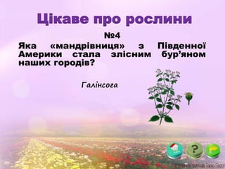 Цікаве про рослини
№4
Яка «мандрівниця» з Південної
Америки стала злісним бур’яном
наших городів?
Галінсога
 