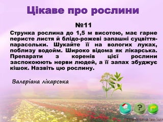 Цікаве про рослини
№11
Струнка рослина до 1,5 м висотою, має гарне
перисте листя й блідо-рожеві запашні суцвіття-
парасольки. Шукайте її на вологих луках,
поблизу водойм. Широко відома як лікарська.
Препарати з коренів цієї рослини
заспокоюють нерви людей, а її запах збуджує
кішок. Назвіть цю рослину.
Валеріана лікарська
 