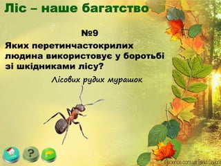 №9
Яких перетинчастокрилих
людина використовує у боротьбі
зі шкідниками лісу?
Лісових рудих мурашок
 
