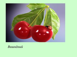 Вишнёвый
 