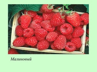 Малиновый
 
