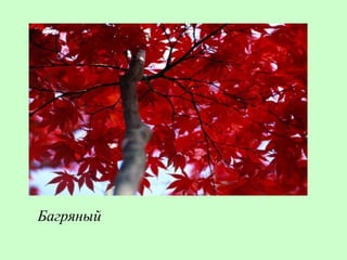 Багряный
 